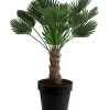 Wagners Hanfpalme, Ca. 110-130 Cm