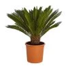 Sagopalmfarn - Cycas Revoluta