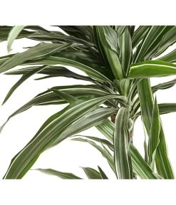 Drachenbaum - Dracaena Deremensis, Verschiedene Sorten -Garten & Außenbereich 8511560 WE DE 001 DrachenbaumDracaenaDeremensisWhiteStripesT27DehnerExpressHerzig