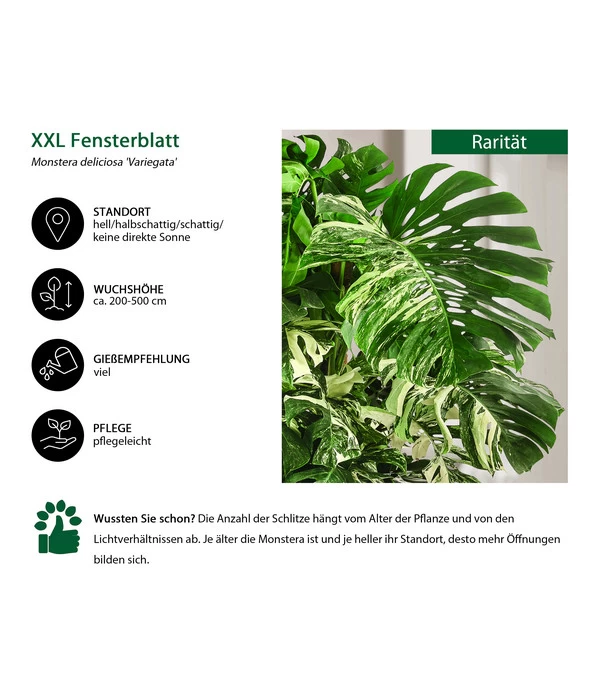XXL Fensterblatt - Monstera Deliciosa 'Variegata', Ca. 180-220 Cm 2 XXL Fensterblatt - Monstera Deliciosa 'Variegata', Ca. 180-220 Cm – Bild 2