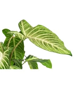 Goldnarbe - Xanthosoma Lindenii 'Angel Wings' -Garten & Außenbereich 8532079 WE DE 001 XanthosomaLindeniiT14Xanthosoma