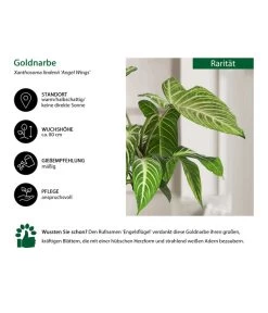 Goldnarbe - Xanthosoma Lindenii 'Angel Wings' -Garten & Außenbereich 8532079 WE IG 001 GoldnarbeAngelWings