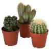 Kakteen-Set - Cactaceae, Verschiedene Sorten, 3-teilig