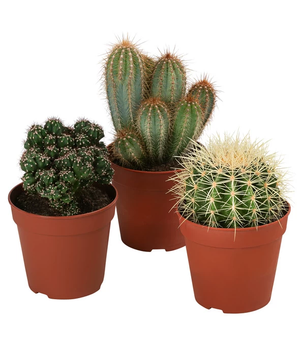 Kakteen-Set - Cactaceae, Verschiedene Sorten, 3-teilig 1 Kakteen-Set - Cactaceae, Verschiedene Sorten, 3-teilig