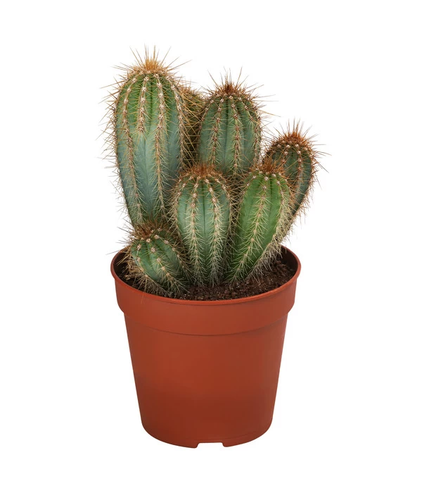 Kakteen-Set - Cactaceae, Verschiedene Sorten, 3-teilig 2 Kakteen-Set - Cactaceae, Verschiedene Sorten, 3-teilig – Bild 2