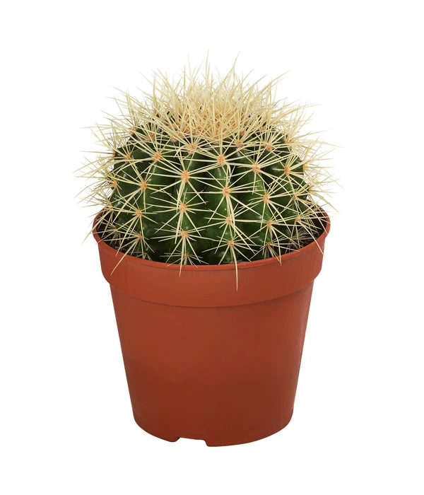 Kakteen-Set - Cactaceae, Verschiedene Sorten, 3-teilig 4 Kakteen-Set - Cactaceae, Verschiedene Sorten, 3-teilig – Bild 4