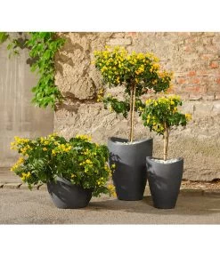 Gewürzrinde, Busch -Garten & Außenbereich 8584153 8584138 8584203 PR MO 001 Cassia