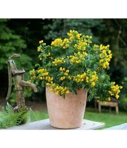 Gewürzrinde, Busch -Garten & Außenbereich 8584153 PR MO 001 CassiaSennaGewuerzrindeTerrakottaTopfRund3tlg