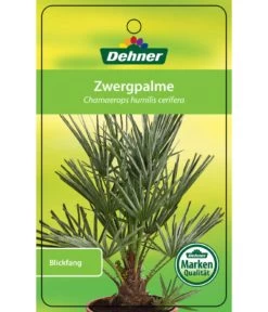 Blaue Zwergpalme -Garten & Außenbereich 8584401 Chamaeropshumiliscerifera 15112016 1
