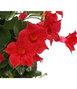 Dipladenie, Pyramide -Garten & Außenbereich 8584864 PR DE 001 DipladeniaT14rotDehnerExpressHerzig