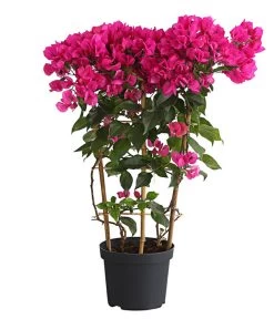 Drillingsblume 'Vera', Spalier