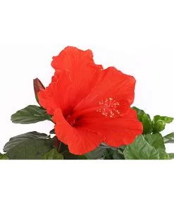 Zimmerhibiskus - Hibiscus Rosa-sinensis, Stämmchen, Verschiedene Sorten -Garten & Außenbereich 8587347 PR DE 002 HibiscusStammMixT17DehnerExpressHerzig