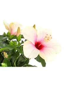 Zimmerhibiskus - Hibiscus Rosa-sinensis, Stämmchen, Verschiedene Sorten -Garten & Außenbereich 8587347 PR DE 003 HibiscusStammMixT17DehnerExpressHerzig