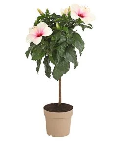 Zimmerhibiskus - Hibiscus Rosa-sinensis, Stämmchen, Verschiedene Sorten -Garten & Außenbereich 8587347 PR FS 003 HibiscusStammMixT17DehnerExpressHerzig