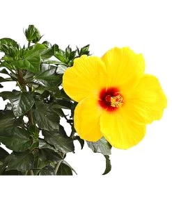 Zimmerhibiskus - Hibiscus Rosa-sinensis, Stämmchen, Verschiedene Sorten -Garten & Außenbereich 8587347 WE DE 002 HibiskusHibiscusStammMixT17DehnerExpressHerzig