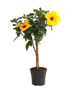 Zimmerhibiskus - Hibiscus Rosa-sinensis, Stämmchen, Verschiedene Sorten -Garten & Außenbereich 8587347 WE FS 002 HibiskusHibiscusStammMixT17OWDehnerExpressHerzig