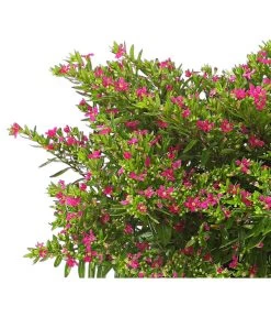 Köcherblümchen, Busch, Verschiedene Farben 11 Köcherblümchen, Busch, Verschiedene Farben -Garten & Außenbereich 8594673 WE DE 001 CupheaT17DehnerExpressHerzig