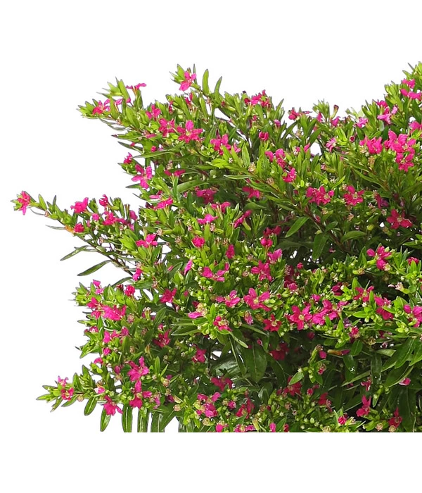 Köcherblümchen, Busch, Verschiedene Farben 6 Köcherblümchen, Busch, Verschiedene Farben – Bild 6