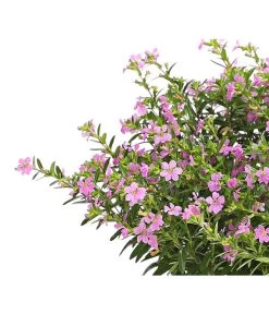 Köcherblümchen, Busch, Verschiedene Farben 10 Köcherblümchen, Busch, Verschiedene Farben -Garten & Außenbereich 8594673 WE DE 002 CupheaT17DehnerExpressHerzig