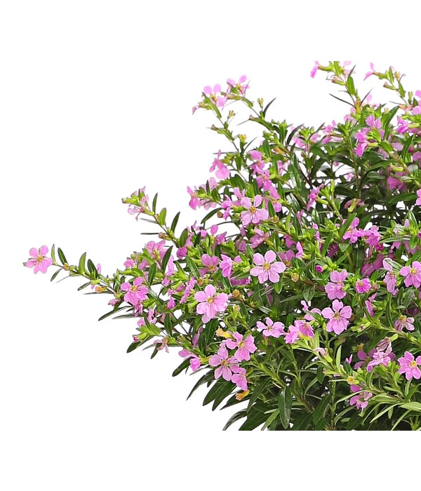 Köcherblümchen, Busch, Verschiedene Farben 5 Köcherblümchen, Busch, Verschiedene Farben – Bild 5