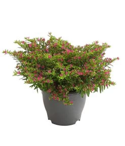 Köcherblümchen, Busch, Verschiedene Farben