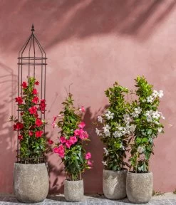 Dipladenie, Pyramide -Garten & Außenbereich 8599086 8584922 8585341 WE MO 001 DipladeniaPyramide