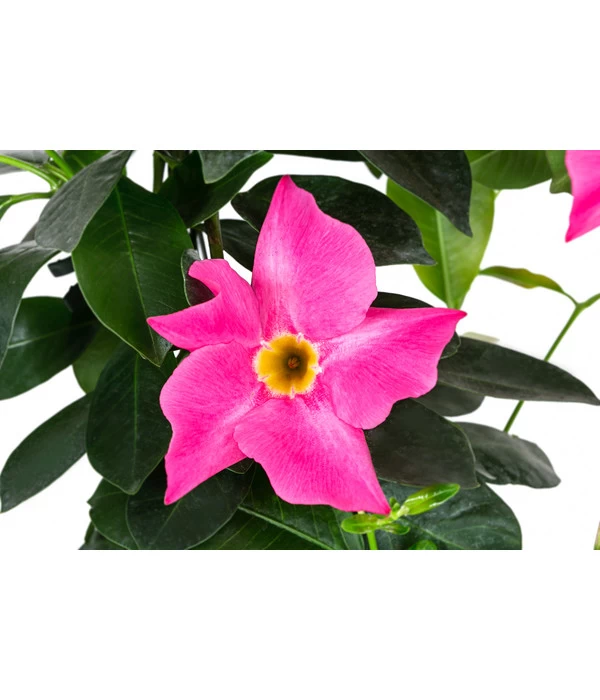 Dipladenie, Herzform, Verschiedene Farben 3 Dipladenie, Herzform, Verschiedene Farben – Bild 3