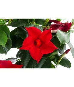 Dipladenie, Herzform, Verschiedene Farben 7 Dipladenie, Herzform, Verschiedene Farben -Garten & Außenbereich 8599094 WE DE 001 DipladenieHerzRotT17