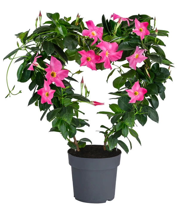 Dipladenie, Herzform, Verschiedene Farben 1 Dipladenie, Herzform, Verschiedene Farben