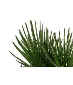 Hanfpalme, Multistamm -Garten & Außenbereich 8607855 WE DE 001 HanfpalmeTrachycarpusFortuneiT36