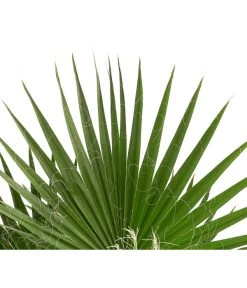 XXL Fächerpalme -Garten & Außenbereich 8608036 WE DE 004 WashingtoniaRobustaT30MexikanischeFaecherpalme