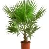 XXL Fächerpalme