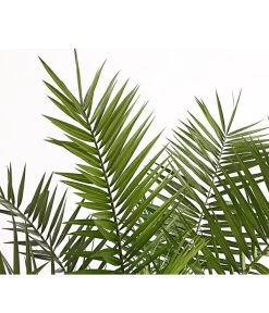 XXL Kanarische Dattelpalme, Ca. 140-160 Cm 9 XXL Kanarische Dattelpalme, Ca. 140-160 Cm -Garten & Außenbereich 8608721 PR DE 001 PhoenixCanariensisT28DehnerExpressHerzig