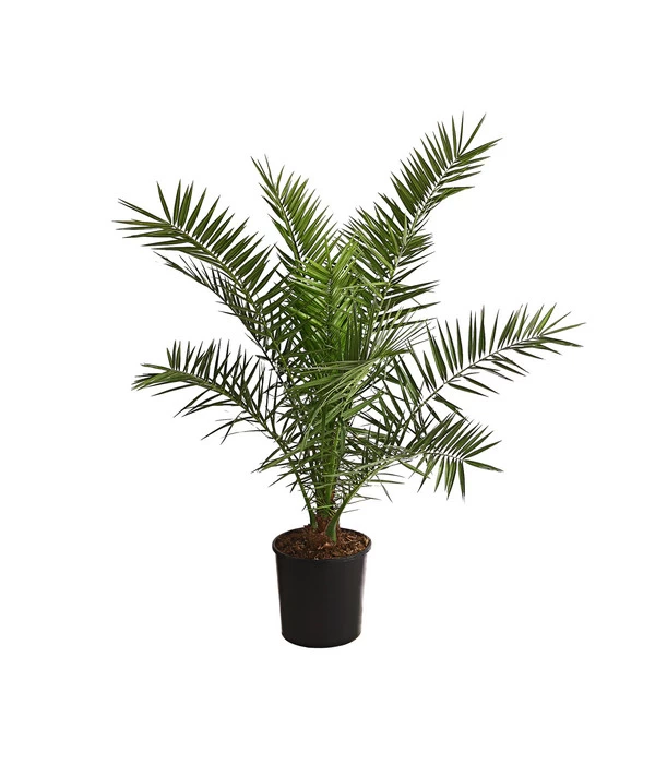 XXL Kanarische Dattelpalme, Ca. 140-160 Cm 1 XXL Kanarische Dattelpalme, Ca. 140-160 Cm