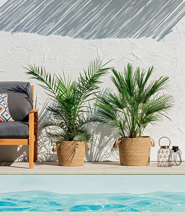 XXL Kanarische Dattelpalme, Ca. 140-160 Cm 2 XXL Kanarische Dattelpalme, Ca. 140-160 Cm – Bild 2