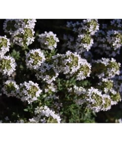 Bio Thymian -Garten & Außenbereich 8610339 WE DE 001 ThymianBluete