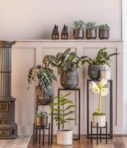 Kreuzkraut - Senecio Cephalophorus -Garten & Außenbereich 8611253 WE MO 001 ZimmertanneAraucariaT13 GodJul