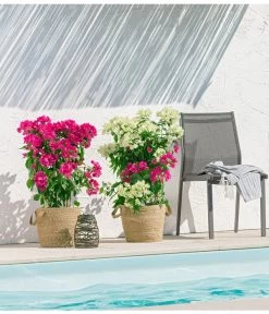 Drillingsblume 'Vera', Spalier -Garten & Außenbereich 8618258 PR MO 001 BougainvilleT19Twin