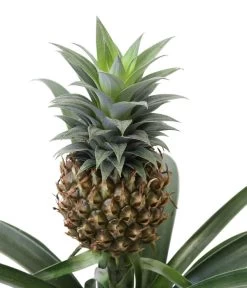 Ananaspflanze - Ananas Comosus, In Keramik -Garten & Außenbereich 8627978 WE DE 001 AnanaspflanzeInKeramik