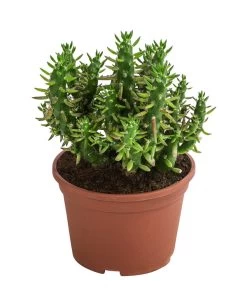 Feigenkaktus - Opuntia Subulata