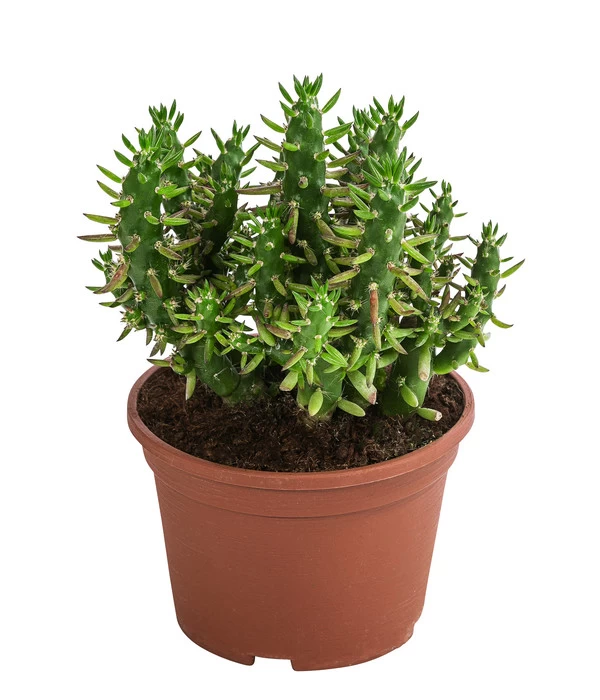 Feigenkaktus - Opuntia Subulata 1 Feigenkaktus - Opuntia Subulata