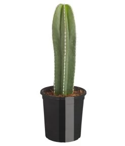 Perlbandkaktus - Marginatocereus Marginatus