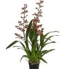 Colmanara-Orchidee - Colmanara 'Andrea'