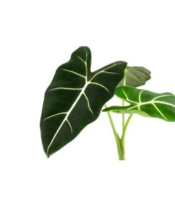 Pfeilblatt - Alocasia Micholitziana 'Frydek' -Garten & Außenbereich 8715575 WE DE 001 AlocasiaFrydeckT14