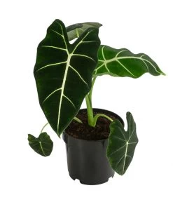 Pfeilblatt - Alocasia Micholitziana 'Frydek'