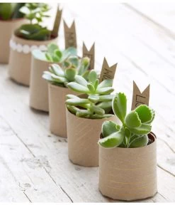 Mini Sukkulenten, Verschiedene Sorten -Garten & Außenbereich 8722514 PR MO 006 Sukkulenten