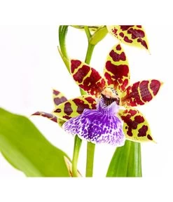 Zygopetalum - Zygopetalum Cultivars 7 Zygopetalum - Zygopetalum Cultivars -Garten & Außenbereich 8722761 PR DE 001 ZygopetalumCultivars2TrieberT12DehnerExpressHerzig