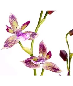 Zygopetalum - Zygopetalum Cultivars 8 Zygopetalum - Zygopetalum Cultivars -Garten & Außenbereich 8722761 PR DE 002 Zygopetalum2TrieberDehnerExpressHerzig