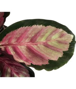 Korbmarante - Calathea Roseopicta 'Silvia' -Garten & Außenbereich 8742256 WE DE 001 CalatheaSilviaT12