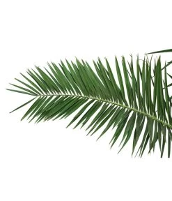 XXL Kanarische Dattelpalme, Ca. 170 Cm -Garten & Außenbereich 8753063 PR DE 001 XXLKanarischeDattelpalme70L